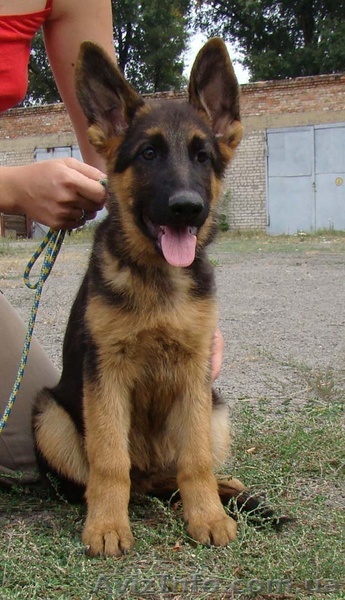 щенки немецкой овчарки - <ro>Изображение</ro><ru>Изображение</ru> #1, <ru>Объявление</ru> #2133