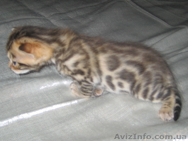 Бенгальские   котята .(пятнистые леопардики) - <ro>Изображение</ro><ru>Изображение</ru> #1, <ru>Объявление</ru> #93535