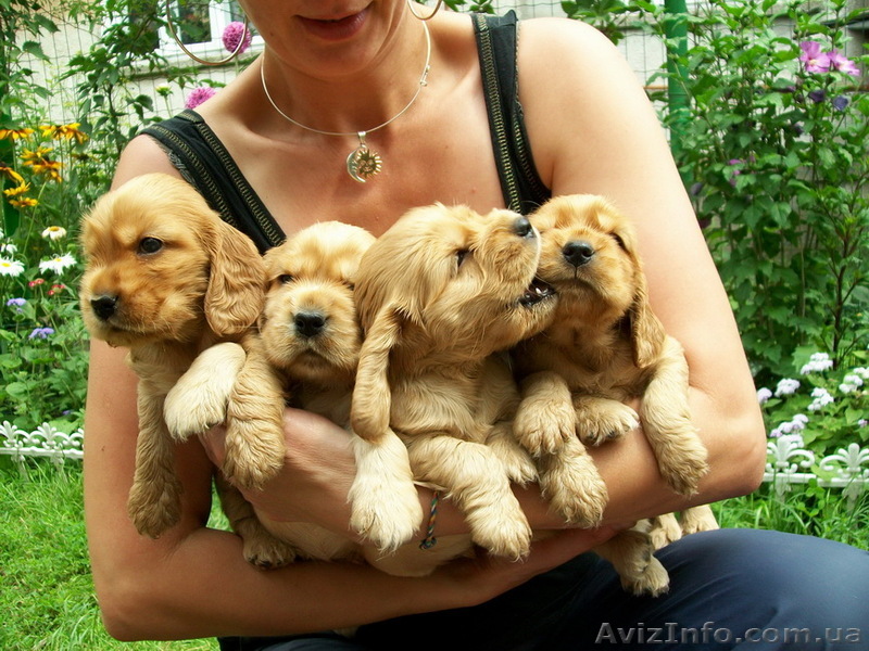 щенок Английского кокер-спаниеля - <ro>Изображение</ro><ru>Изображение</ru> #1, <ru>Объявление</ru> #356988