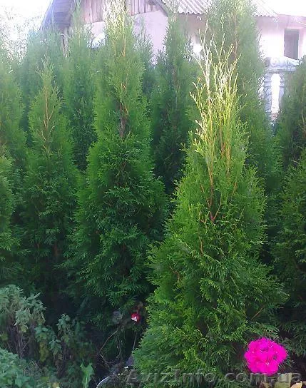 Туя западная Смарагд (Thuja occidentalis Smaragd) - <ro>Изображение</ro><ru>Изображение</ru> #1, <ru>Объявление</ru> #345969