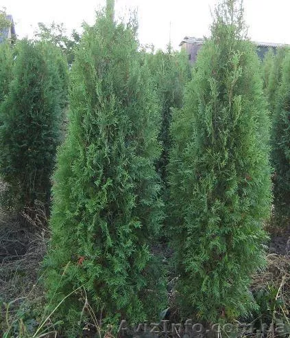 Туя западная Колумна (Thuja occidentalis Columna) - <ro>Изображение</ro><ru>Изображение</ru> #1, <ru>Объявление</ru> #282595
