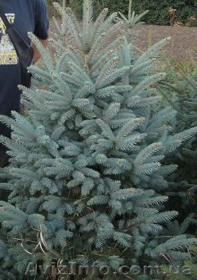 Ель голубая(Picea pungens f.glauca) - <ro>Изображение</ro><ru>Изображение</ru> #1, <ru>Объявление</ru> #385439