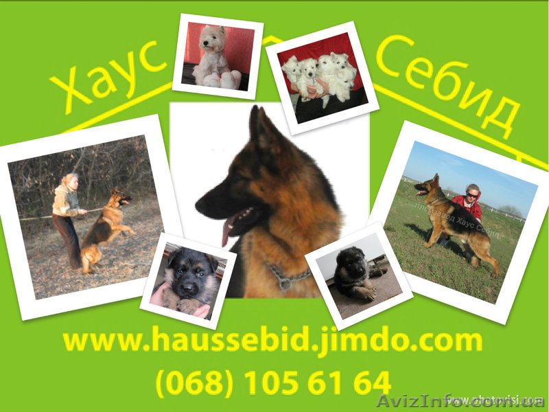 цуценята німецької вівчарки - <ro>Изображение</ro><ru>Изображение</ru> #1, <ru>Объявление</ru> #490312