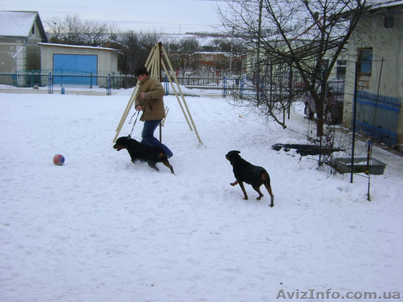 Продам ротвейлера - <ro>Изображение</ro><ru>Изображение</ru> #1, <ru>Объявление</ru> #487999