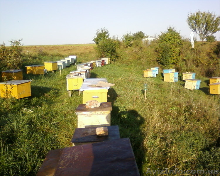 Гречаний мед з власної пасіки - <ro>Изображение</ro><ru>Изображение</ru> #1, <ru>Объявление</ru> #831679