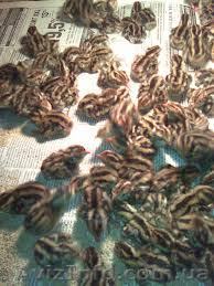 Молодняк перепелов оптом от производителя - <ro>Изображение</ro><ru>Изображение</ru> #1, <ru>Объявление</ru> #854327