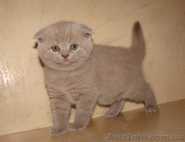 Скотиш фолд - чарівні медведики - <ro>Изображение</ro><ru>Изображение</ru> #1, <ru>Объявление</ru> #890276