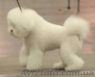 Чистопородные щенки бишон фризе - <ro>Изображение</ro><ru>Изображение</ru> #1, <ru>Объявление</ru> #1089904