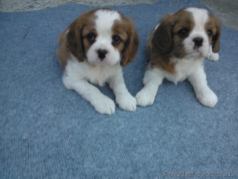 Кавальер Чарльз спаниель - <ro>Изображение</ro><ru>Изображение</ru> #1, <ru>Объявление</ru> #1089907