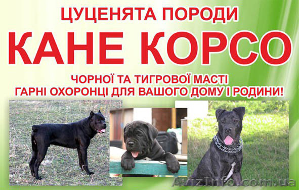 щенки Кане корсо продам - <ro>Изображение</ro><ru>Изображение</ru> #1, <ru>Объявление</ru> #900634