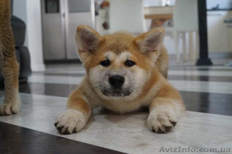 Очаровательные щенки Акита Ину  - <ro>Изображение</ro><ru>Изображение</ru> #1, <ru>Объявление</ru> #1488018