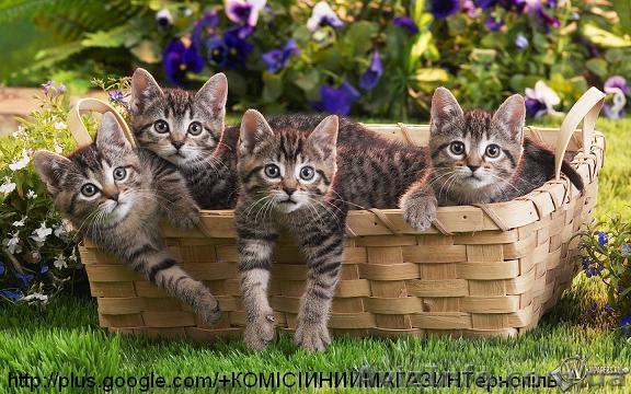 Куплю меблі побутову техніку - <ro>Изображение</ro><ru>Изображение</ru> #1, <ru>Объявление</ru> #1489949