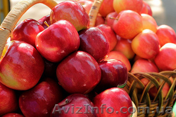 Продам яблоки со своего сада - <ro>Изображение</ro><ru>Изображение</ru> #1, <ru>Объявление</ru> #1486539