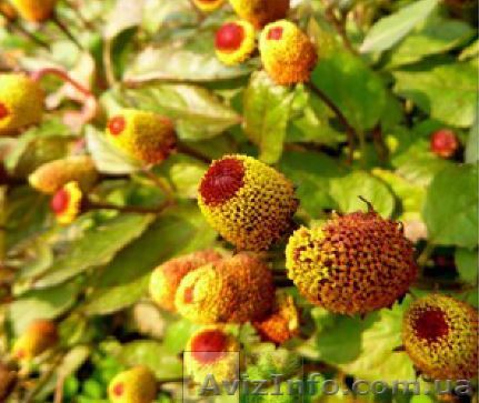 Экстракт Акмеллы, Gatuline Expression - <ro>Изображение</ro><ru>Изображение</ru> #1, <ru>Объявление</ru> #1566228