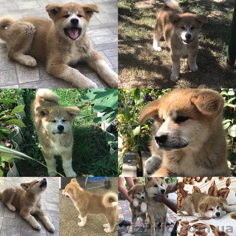 Акита Ину самый верный друг! - <ro>Изображение</ro><ru>Изображение</ru> #1, <ru>Объявление</ru> #1582807