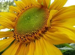 МАЧЕТЕ - "Чистое поле" (устойчивый к гербициду типа Евролайтнинг) - <ro>Изображение</ro><ru>Изображение</ru> #1, <ru>Объявление</ru> #1648145