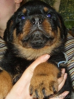 Ротвейлер.щенки - <ro>Изображение</ro><ru>Изображение</ru> #1, <ru>Объявление</ru> #1920