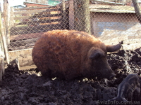 Травоядные свиньи - <ro>Изображение</ro><ru>Изображение</ru> #3, <ru>Объявление</ru> #8472