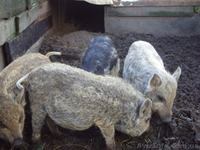 Травоядные свиньи мангалица - <ro>Изображение</ro><ru>Изображение</ru> #3, <ru>Объявление</ru> #32691