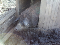 Травоядные свиньи мангалица - <ro>Изображение</ro><ru>Изображение</ru> #2, <ru>Объявление</ru> #32691