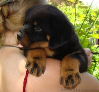  щенки ротвейлера - <ro>Изображение</ro><ru>Изображение</ru> #1, <ru>Объявление</ru> #44812