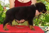  щенки ротвейлера - <ro>Изображение</ro><ru>Изображение</ru> #3, <ru>Объявление</ru> #44812