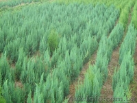 Хвойные декоративные деревя и кусты для  озеленения - <ro>Изображение</ro><ru>Изображение</ru> #3, <ru>Объявление</ru> #65020