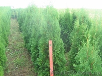 Хвойные декоративные деревя и кусты для  озеленения - <ro>Изображение</ro><ru>Изображение</ru> #4, <ru>Объявление</ru> #65020