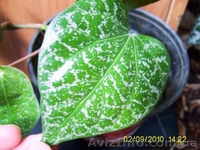 разные экзотические растения - <ro>Изображение</ro><ru>Изображение</ru> #4, <ru>Объявление</ru> #75143