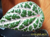 разные экзотические растения - <ro>Изображение</ro><ru>Изображение</ru> #2, <ru>Объявление</ru> #75143