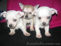 Чихуахуа/КСУ/ Доставка - <ro>Изображение</ro><ru>Изображение</ru> #1, <ru>Объявление</ru> #135188