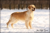 Кобель Золотистого ретривера для племенного использования Украина, г.Тернополь   - <ro>Изображение</ro><ru>Изображение</ru> #2, <ru>Объявление</ru> #168553