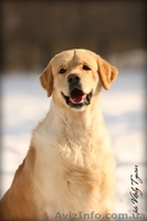 Кобель Золотистого ретривера для племенного использования Украина, г.Тернополь   - <ro>Изображение</ro><ru>Изображение</ru> #4, <ru>Объявление</ru> #168553