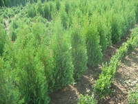   Хвойни декоративные деревя и кусты для  озеленения - <ro>Изображение</ro><ru>Изображение</ru> #1, <ru>Объявление</ru> #63950