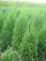 туя західна Колумна, самшит, ялівець, кипарисовик - <ro>Изображение</ro><ru>Изображение</ru> #3, <ru>Объявление</ru> #117835