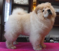 Щеночки чау-чау.. - <ro>Изображение</ro><ru>Изображение</ru> #1, <ru>Объявление</ru> #193223