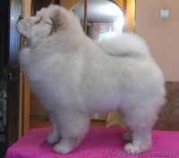 Чау-чау, щенки.. - <ro>Изображение</ro><ru>Изображение</ru> #2, <ru>Объявление</ru> #193225