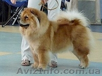 Щеночки чау-чау.. - <ro>Изображение</ro><ru>Изображение</ru> #4, <ru>Объявление</ru> #193223