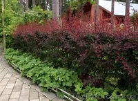 Растения для живых изгородей, туи, бирючина - <ro>Изображение</ro><ru>Изображение</ru> #1, <ru>Объявление</ru> #236030