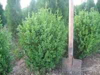   Хвойни декоративные деревя и кусты для  озеленения - <ro>Изображение</ro><ru>Изображение</ru> #5, <ru>Объявление</ru> #63950