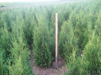 туя західна Колумна, самшит, ялівець, кипарисовик - <ro>Изображение</ro><ru>Изображение</ru> #5, <ru>Объявление</ru> #117835