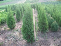   Хвойни декоративные деревя и кусты для  озеленения - <ro>Изображение</ro><ru>Изображение</ru> #3, <ru>Объявление</ru> #63950