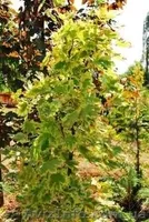 Клён Фламинго, Глобосум, Роял Ред, Кримстон Кинг, Друмонди - <ro>Изображение</ro><ru>Изображение</ru> #1, <ru>Объявление</ru> #334455
