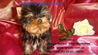 Элитные щеночки йоркширского терьера экстра-мини - <ro>Изображение</ro><ru>Изображение</ru> #1, <ru>Объявление</ru> #324121