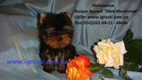 Элитные щеночки йоркширского терьера экстра-мини - <ro>Изображение</ro><ru>Изображение</ru> #3, <ru>Объявление</ru> #324121