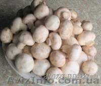 Продаю (купити) міцелій печериці (шампіньйона), гливи, опенька, шиітаке  … - <ro>Изображение</ro><ru>Изображение</ru> #6, <ru>Объявление</ru> #541897