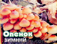 Продаю (купити) міцелій печериці (шампіньйона), гливи, опенька, шиітаке  … - <ro>Изображение</ro><ru>Изображение</ru> #5, <ru>Объявление</ru> #541897