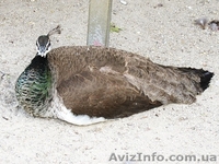 продам павлинов - <ro>Изображение</ro><ru>Изображение</ru> #2, <ru>Объявление</ru> #524240