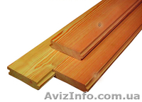 Лиственница сибирская Тернополь Украина - <ro>Изображение</ro><ru>Изображение</ru> #5, <ru>Объявление</ru> #153165