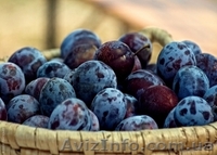 Гастрономический тур по Закарпатье от А до Я 3 дня (24 – 26.08)  - <ro>Изображение</ro><ru>Изображение</ru> #1, <ru>Объявление</ru> #730203